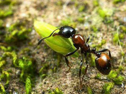 مورچه ها براى جلوگيرى از سبز شدن دانه ها در لانه 