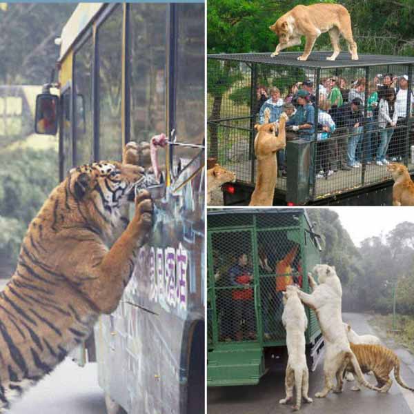 یک باغ وحش برعکس در چین وجود دارد که این انسان ها
