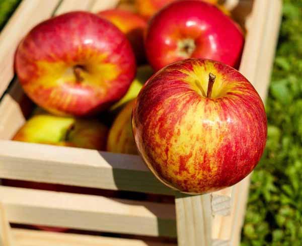 سیب بخورید  اگر بیش از 8 تا 10 ساعت در روز با گوش