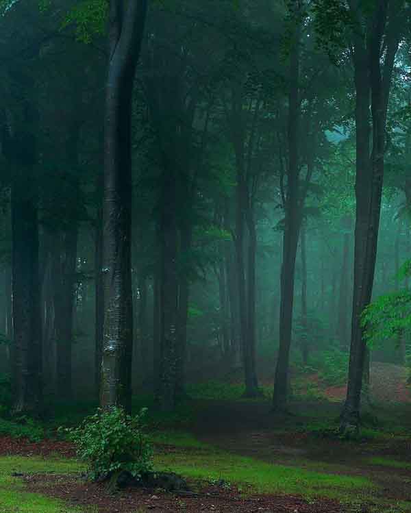 جنگل مه آلود در رومانی 