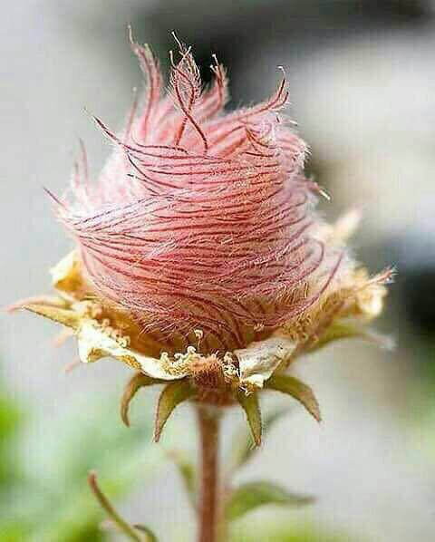 این نایاب ترین گل رز که فقط توی کوهای آلپ پیدا می
