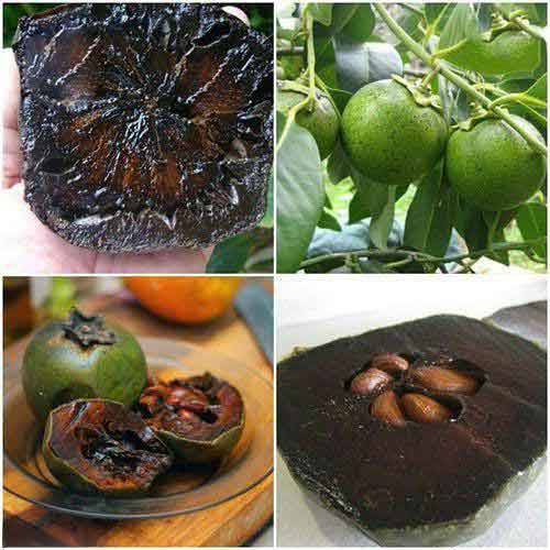 میوه شکلاتی ! گیاه ساپوت سیاه (black sapote) احت - گیتی شو