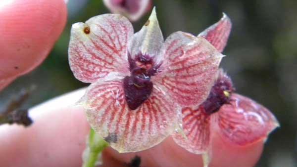 ارکیده شیطان یا Demon Orchid از عجیبترین گلهای جه