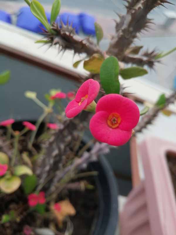 اسم این گل زیبا را کسی میداند 