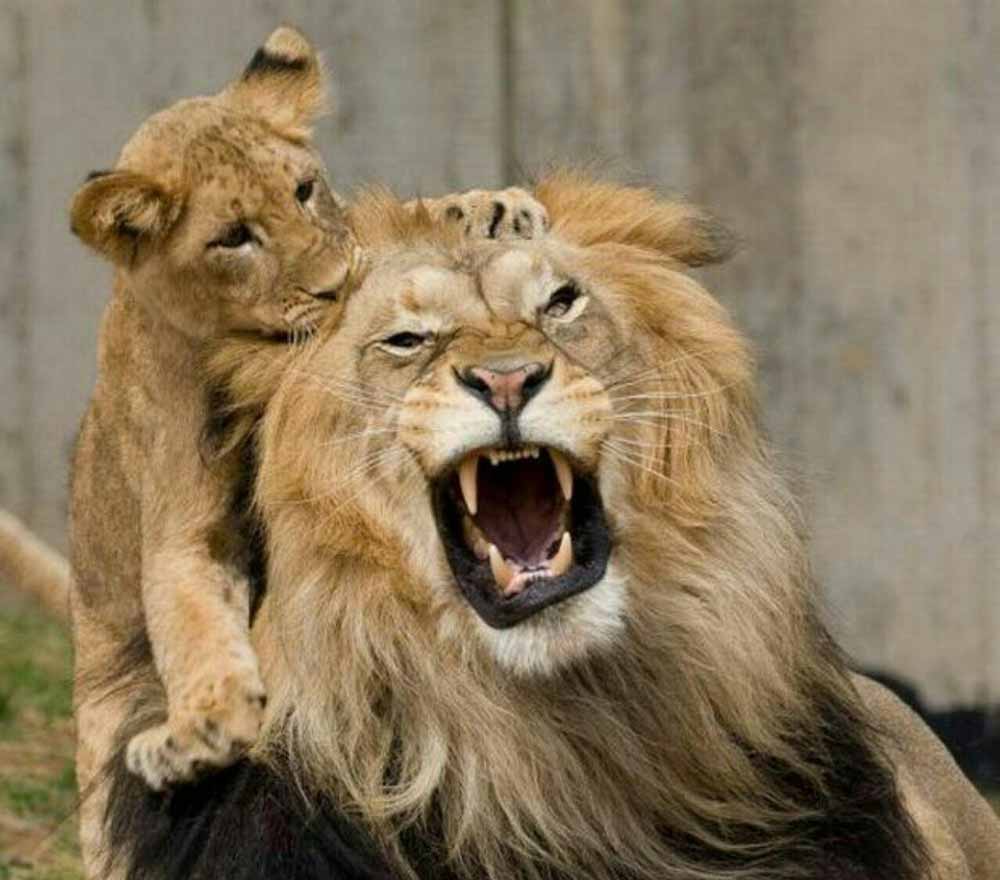 بچه شیر در سن رشد هنگام تمرین وقتی پدرش را گاز می