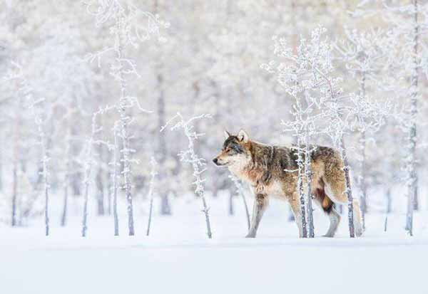 گرگ‌ها در فنلاند، به دلیل شکار روز به روز نادرتر 
