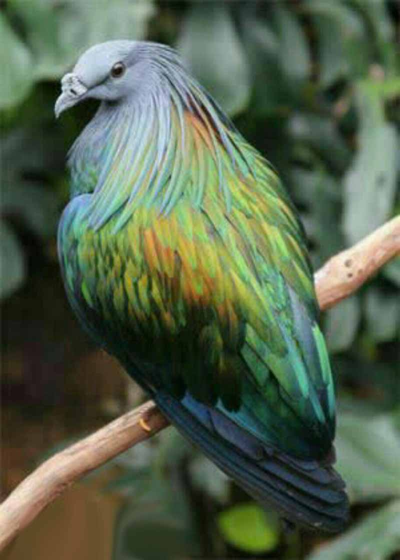 زیباترین کبوتر دنیا کبوتر نیکوبار در جزایر نیکوبا