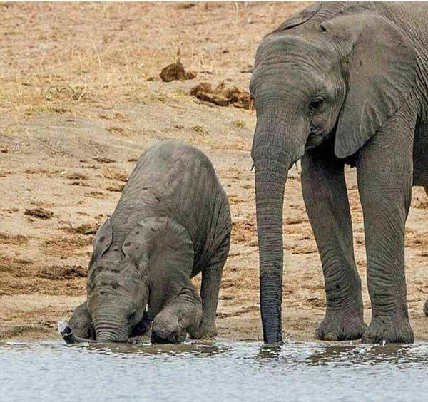 بچه فیل ها اینگونه آب مینوشند چون طرز استفاده از 