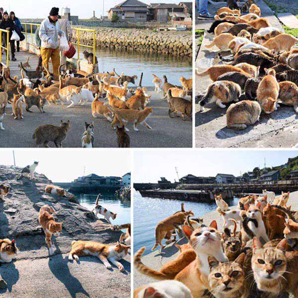 تاشیروجیما Tashirojima ژاپن این جزیره کوچک بخاطر 