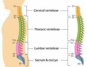تقسیم بندی بخش های مختلف ستون_فقرات مهره های گردن