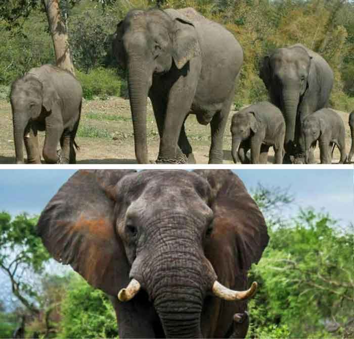 فیل ها میتوانند تفاوت میان قومیت های انسان، سن، و