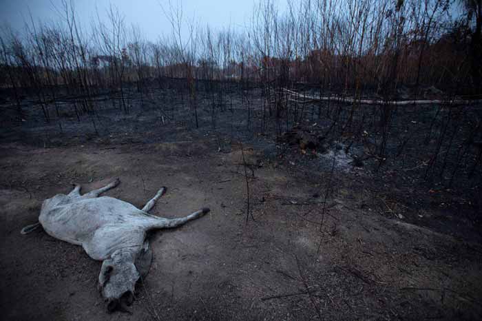 خفه شدن یگ گاو در آتش سوزی جنگل‌های آمازون در برز