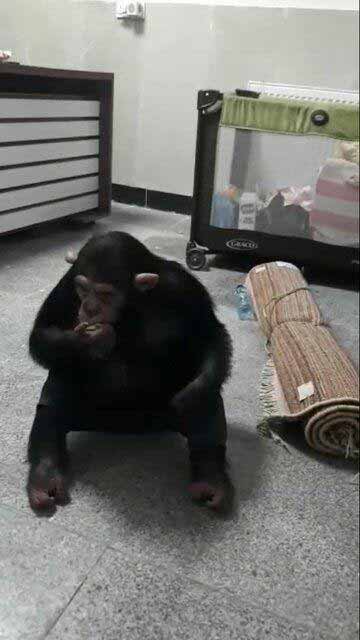 بازگشت شامپانزه معروف به باغ وحش ارم اواخر اردیبه