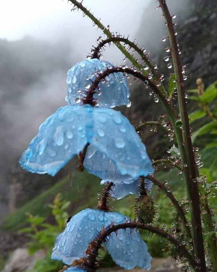 گل شقایق آبی هیمالیا Himalayan blue poppy همانطور