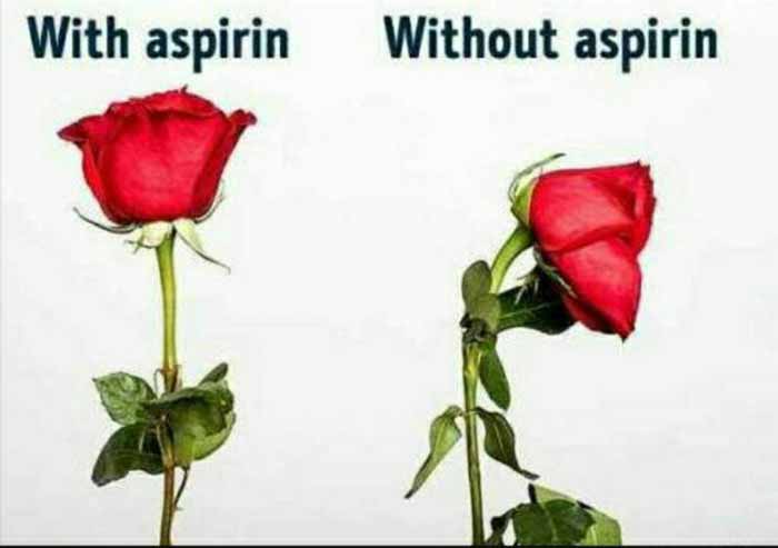 جالبه بدونید اگر قرص آسپرین را در آب گل های رز بی