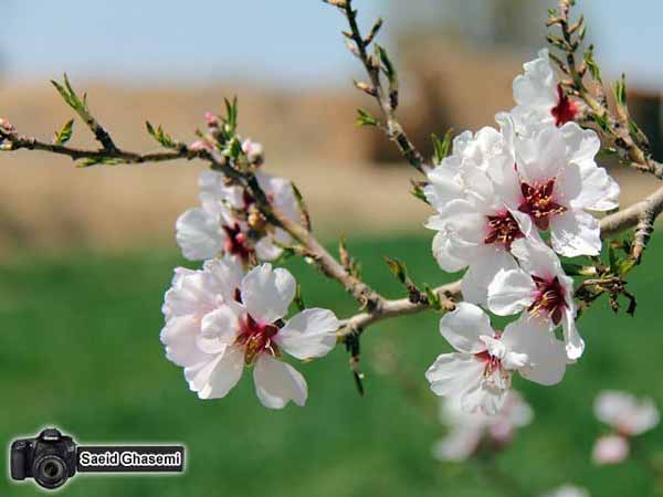 برخیز که باد صبح نوروز در باغچه می‌کند گل افشان خ