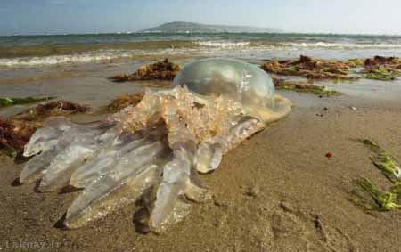 عظیم الجثه ترین عروس دریایی دنیا در اقیانوس اطلس 