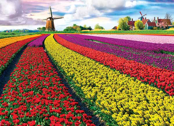 در هلند که بزرگ‌ترین صادرکننده‌ی گل جهان است، دان