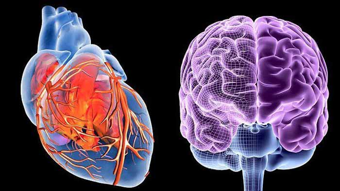 تأثیر سلامت قلب بر مغز