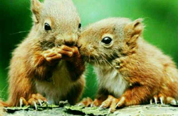 سنجاب ها مهربان ترین و دل رحم ترین حیوانات روی کر