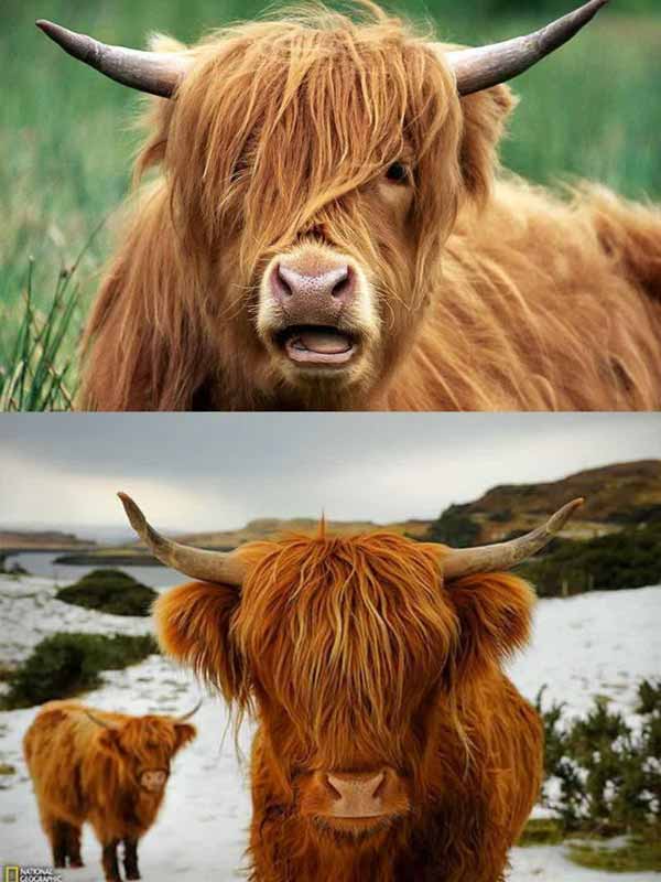 کای‌لو، گونه‌ای از گاوهای بومی اسکاتلند است که در
