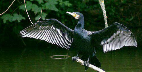 پرنده باکلان گوآنا Guanay cormorant مدفوع آن در ق
