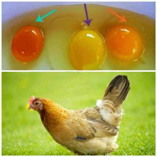 رنگ زرده تخم مرغ به رژیم غذایی مرغ بستگی دارد اگر