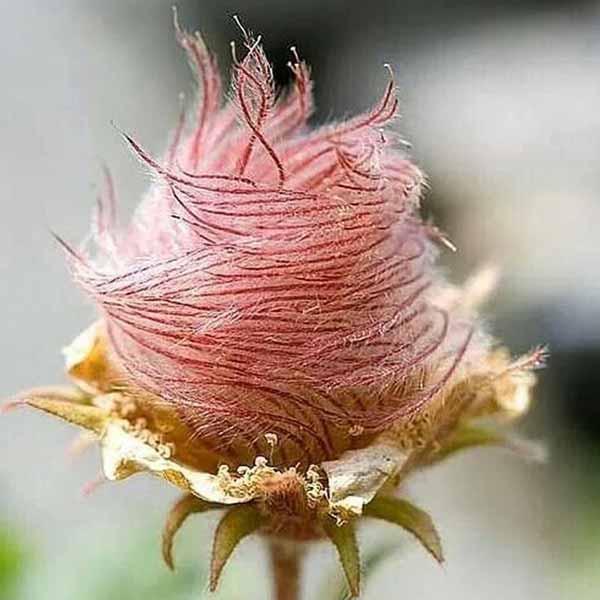کمیاب ترین گل از خانواده گل سرخ یا گل رز در دنیا 