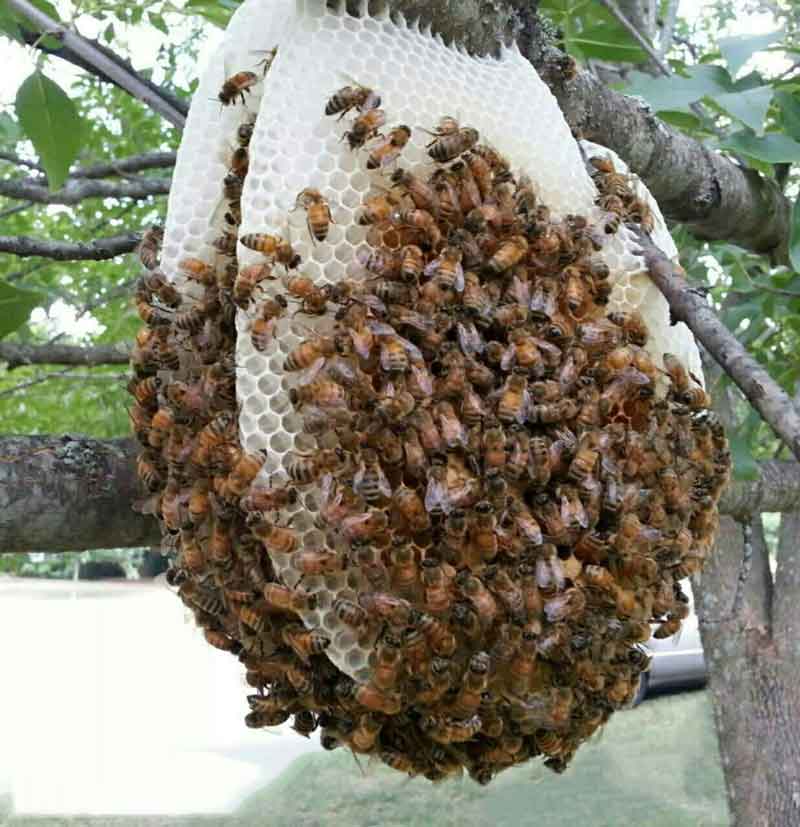 در کندوی زنبور عسل هنگام انتخاب ملکه کندو 21 زنبو