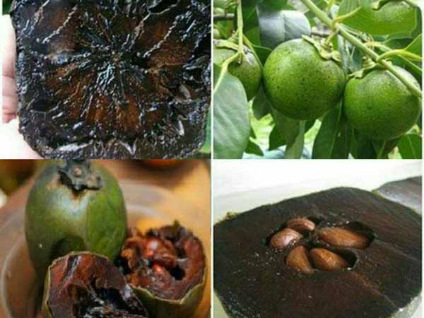 گیاه ساپوت سیاه black sapote احتمالاً تنها میوه ا