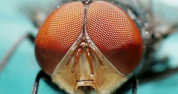 حشرات به پلک نیازی ندارند سطح چشمان آنها به سختی 