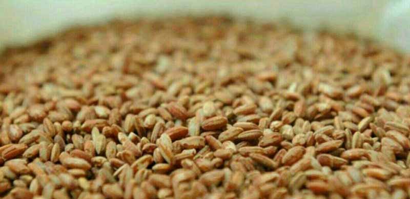 برنج‌ سرخ عربی گران‌ترین برنج دنیاست