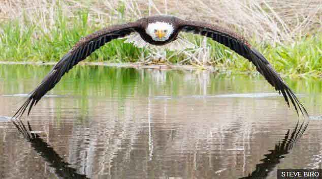عکس یک عقاب سرسفید که با چشمان تیز خود به عکاس خی