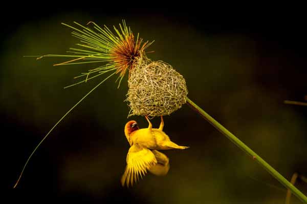 پرنده جولای طلایی آفریقایی با لانه دست سازش در کش