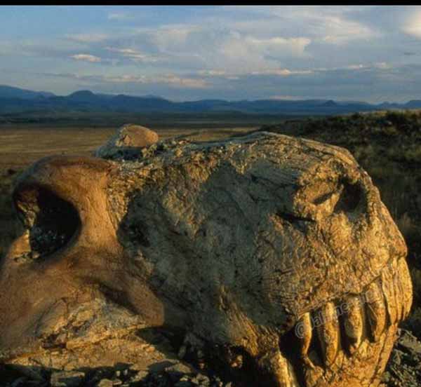 انقراض پرمینتریاس Permian–Triassic extinction eve