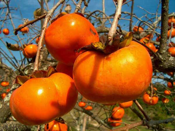 خرمالو و کاهش وزن خرمالو یک میوه بسیار مفید برای 
