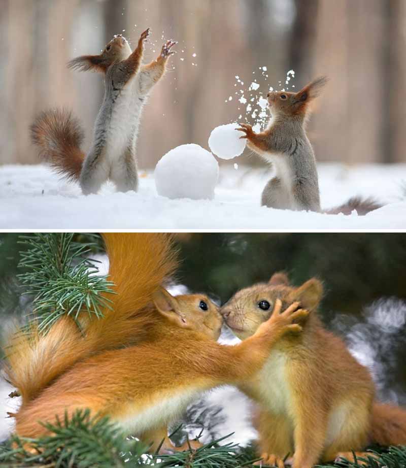 از پدیده های عجیب طبیعت برف بازی سنجاب هاست که شب