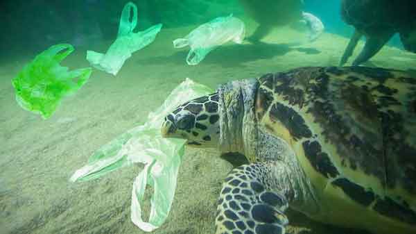 روز جهانی اقیانوس؛ انداختن ماسک و دستکش در آب در 