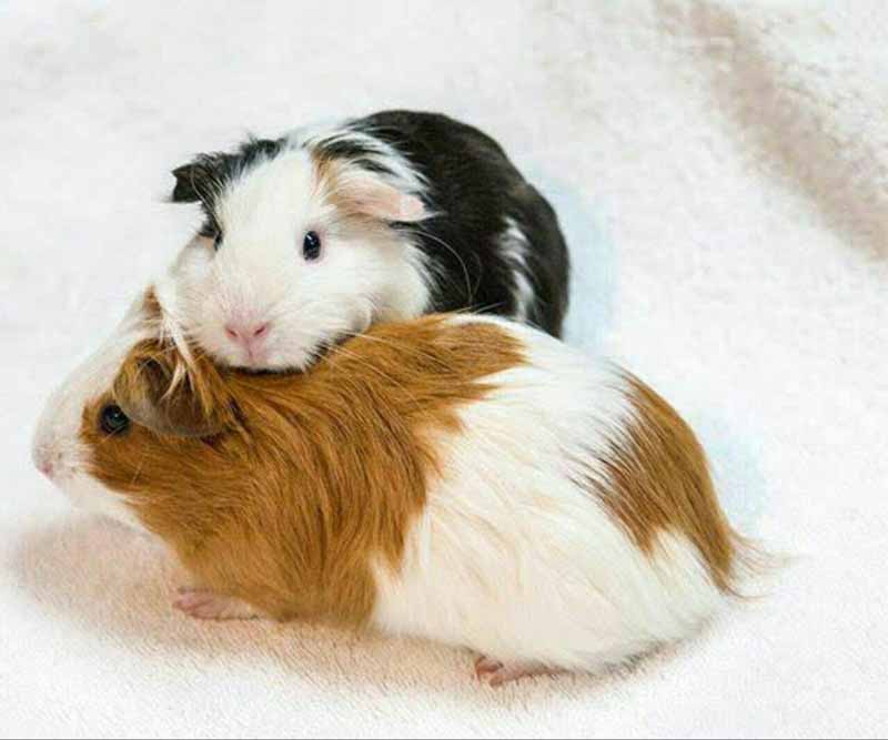 خوکچه هِندی حیوانی که انگلیسی‌ها آن را Guinea pig