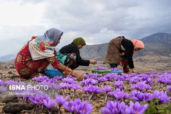 کرونا صادرات زعفران را کاهش داد مجری طرح گیاهان د