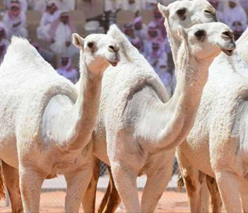 بزرگترین جشنواره شتر در جهان ۱۲ شتر به دلیل انجام