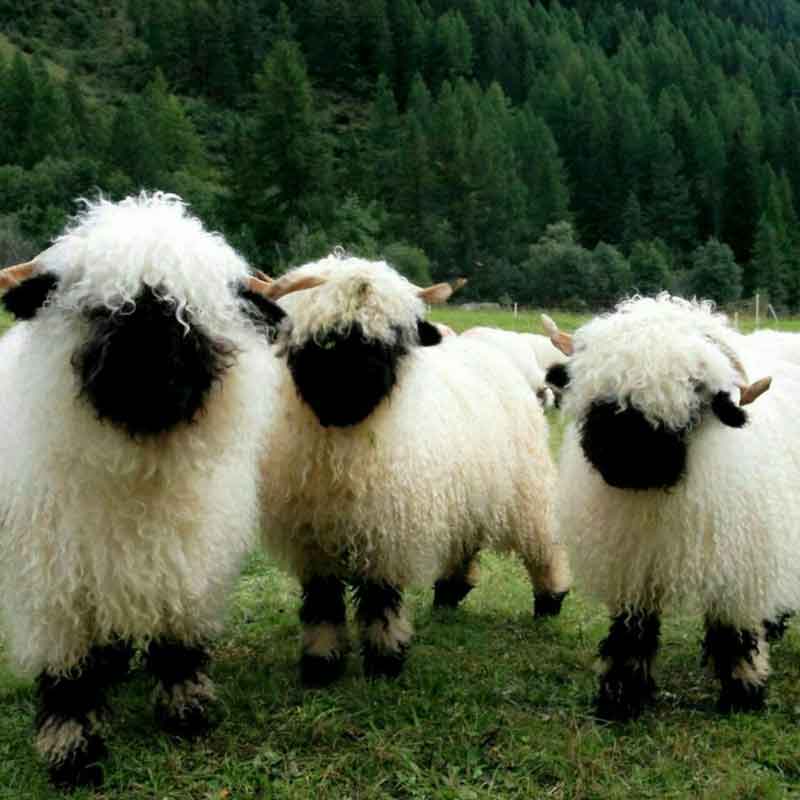 گوسفندای سوییسی از نژاد Valaise Blacknose که بسیا