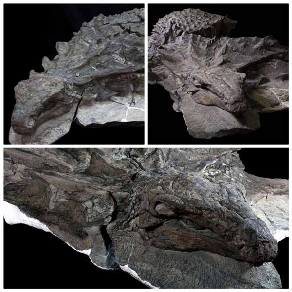 این فسیل دایناسور متعلق به ۱۱۰ میلیون سال پیش است