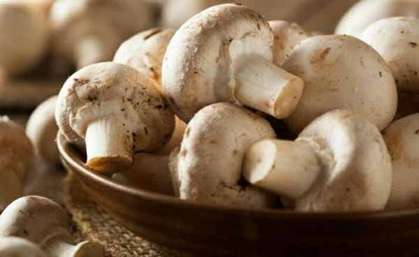 قارچ از مفید ترین خوراکی هایی است که می توانید آن