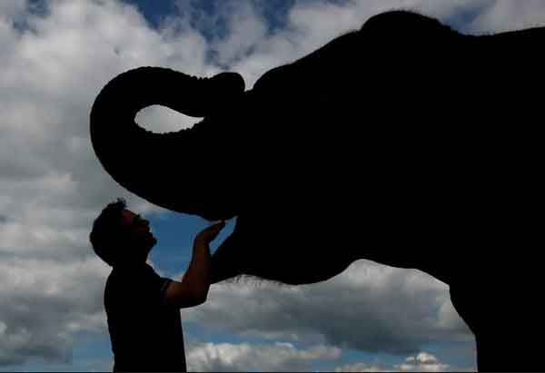 بازگشایی سافاری پارک Woburn در بریتانیا یک فیل‌با