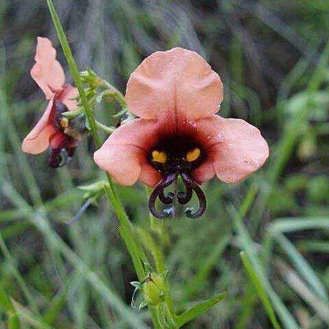 یکی از گل های عجیب و ترسناک جهان که به آلونسوئا م