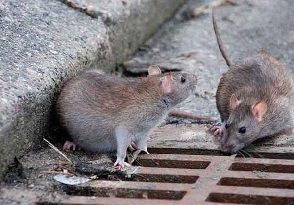 چرا ویروس کرونا باعث هجوم و فعالیت بیشتر موش‌ها ش