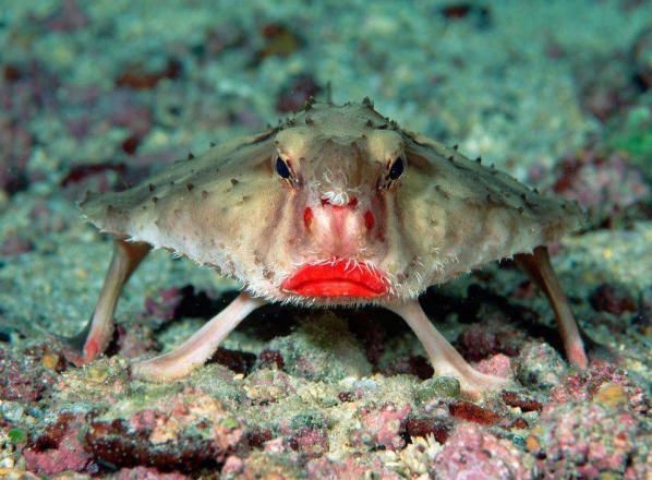 حیوانات عجیب ماهی خفاشی با لب های قرمز (RedLipped