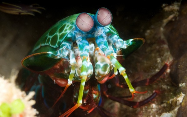 حیوانات عجیب میگو آخوندک (Mantis Shrimp)