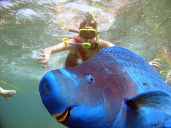 حیوانات عجیب طوطی ماهی آبی (Blue Parrotfish)